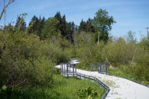 Scriber Lake Park Boardwalk surrounded by vegetation.