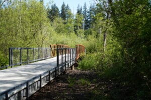 Scriber Lake Park Boardwalk surrounded by vegetation.
